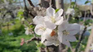 Сад у Азовского моря. #Голубицкая. 2024 г. Деревенский заколхоз в апреле.