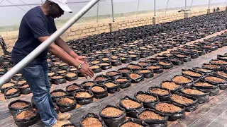 Grow Bags in Greenhouse