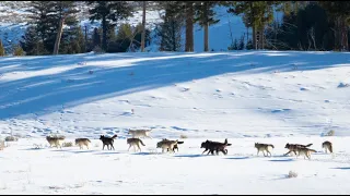 Wapiti wolves interacting with each other in Yellowstone