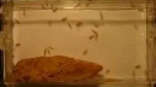 Common Housefly From Egg to Adult in 14 Days- Time-Lapse