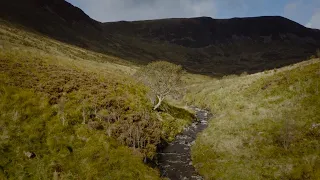 Scotland's Tree of the Year 2020 - The Survivor Tree