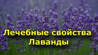 Лечебные свойства лаванды