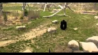 Watch Gorilla Scared Of Canadian Goose