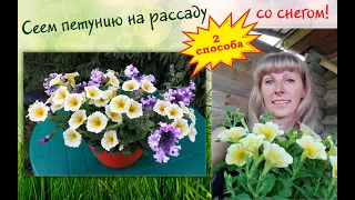 СЕЕМ ПЕТУНИЮ НА РАССАДУ СО СНЕГОМ! 100% РЕЗУЛЬТАТ