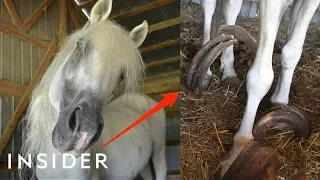 Rescue Horse With 30-Pound Hooves Can Walk Again | Insider