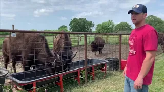 What do bison eat?