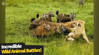 The most incredible wild animal battles captured on camera