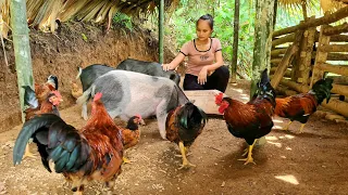 Cassava Harvest & Animal Care | Triệu Thị Biên
