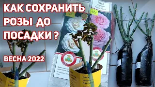 Как сохранить розы до посадки, купленные в феврале-марте и не потерять ни одного саженца.