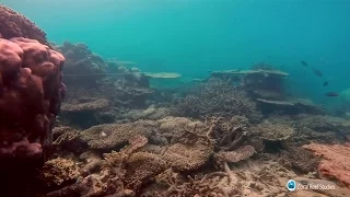 Great Barrier Reef in Gefahr: Das große Korallensterben | DER SPIEGEL