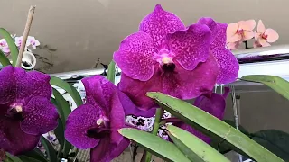 Цветение орхидей в марте