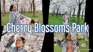 Bloemen Park in Amstelveen (Cherry Blossoms Park)|Jerseymae19