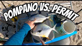 Pompano VS. Permit