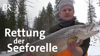 Rettung der Seeforelle: Wiederansiedlung am Königssee | Schwaben & Altbayern | BR