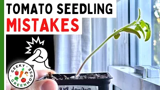 7 MISTAKES To Avoid With TOMATO SEEDLINGS - Geeky Greenhouse