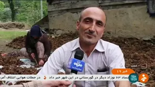 Iran Vis-Roud village, Shaft county, Acorn harvest برداشت شاه بلوط روستاي ويسرود شهرستان شفت ايران