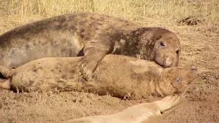 love making grey seals