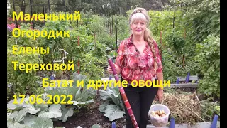 Маленький Огородик Елены Тереховой -  Батат и другие овощи 17.06.2022