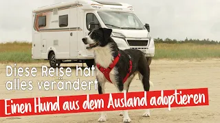 Hund adoptieren?🐶Wir fahren nach Rumänien | Arche Noah Transilvania | Tierschutz