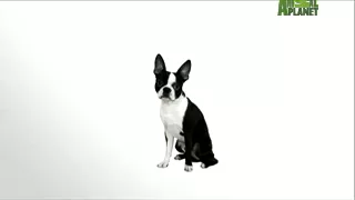 Boston Terrier