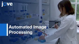 Automated Image Processing to Analyse Lipid Droplet Content | Protocol Preview