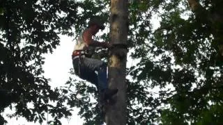 Tree Climbing Spikes - going down for the first time