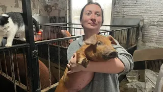 свиноводство❤🐷. видео 🎥с нашими покупателями. всем спасибо за покупку 👍💥