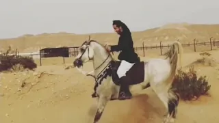 Арабский скакун. Никогда не стоит на месте😍 arab horse nashid