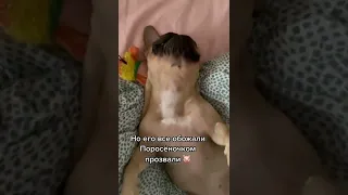 🤣 СКАЗКА ПРО ФРАНЦУЗСКОГО БУЛЬДОГА 🤣 #приколы #shorts