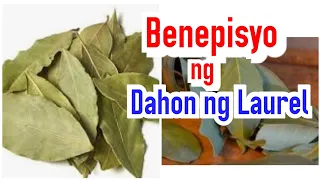 Benepisyo ng Dahon ng Laurel