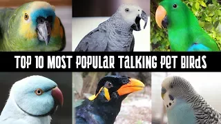Top 10 Most Popular talking pet Birds | Talking Parrots