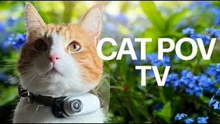 This video was recorded by a CAT