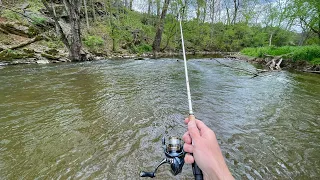 Wild TROUT Fishing with Spinners