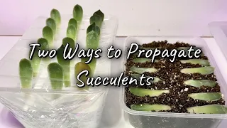 Two Ways to Propagate Succulents