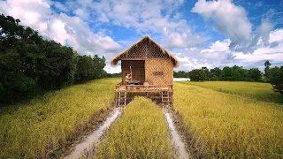 I Built a House Public Fastest in the Rice Field by Girl Living Alone Off Grid