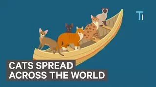 Animated Map Shows How Cats Spread Across The World