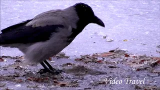 Crow fishing. Like a crow fishing.