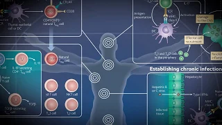 Regulatory T Cells - Wallchart