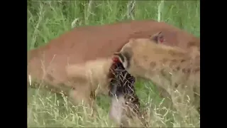 Гиена ест живьем антилопу/hyena eats live antelope.