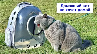 КОТ НЕ ХОЧЕТ ИДТИ ДОМОЙ / The cat does not want to go home