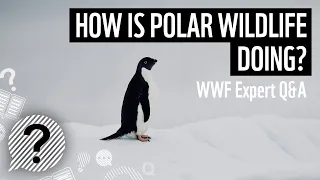 How is polar wildlife doing? | WWF Expert Q&A