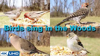 8 HOURS of Birds Singing in the Forest, 4K Cat TV, Bird Video, Relaxing Sound, Awesome World 022