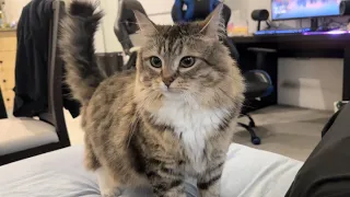 Cat wants my attention