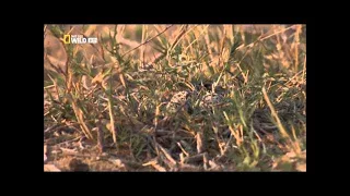 Animal Documentary 2015| Africa: Wild Kalahari | National Geographic