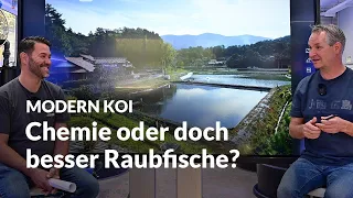 Was kann man das Schlüpfen von Koinachzuchten verhindern? | Modern Koi Blog #6650