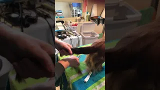 Grooming a Miniature Longhaired Dachshund-Part 9