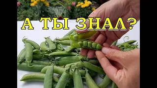 ЗЕЛЕНЫЙ ГОРОШЕК: Повторная посадка в июле🌱🌱🌱