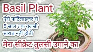 ऐसे उगायें तुलसी ,तो 5 साल तक नहीं होगी खराब। Basil Plant growing Techniques and best fertilizer mix