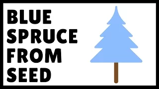 How to Grow Blue Spruce From Seed