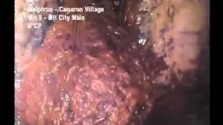 Unknown Lifeform in North Carolina Sewers
